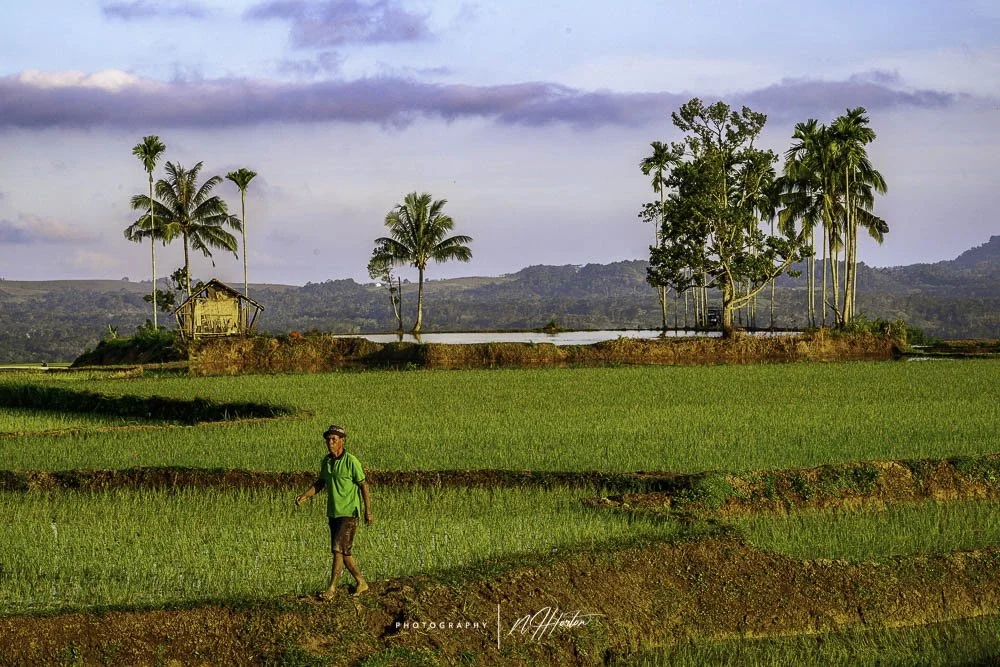 Man walking in rice paddies, Sumba