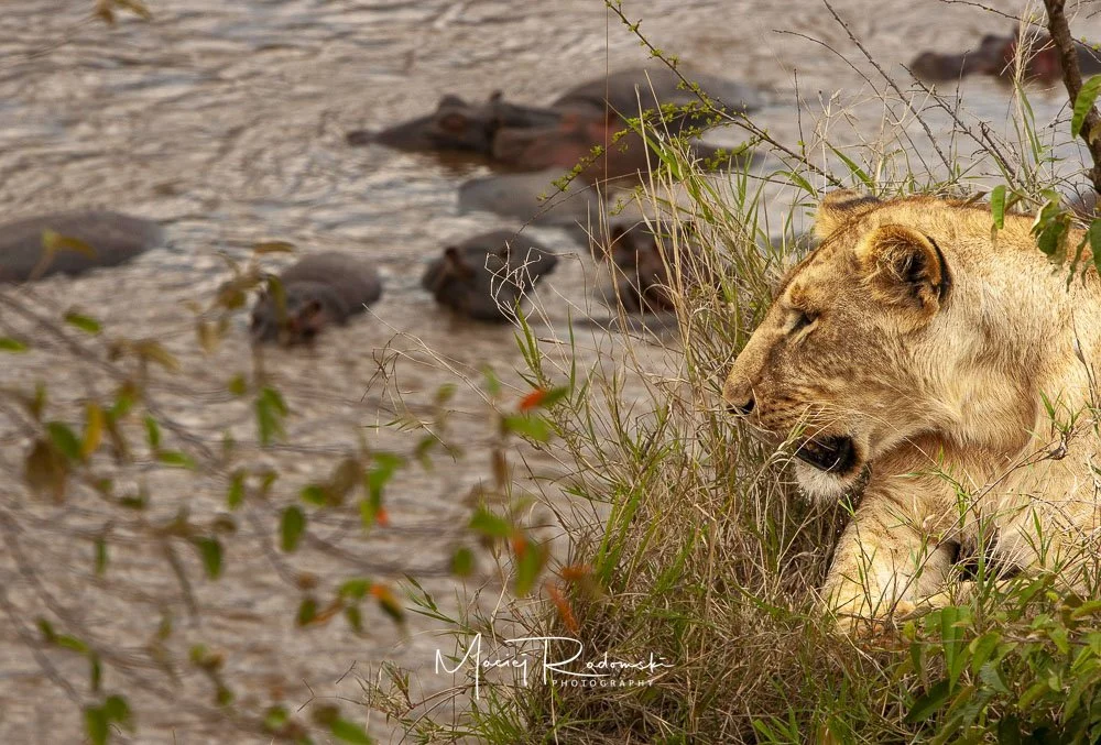 lioness relaxing by a river in Tanzania