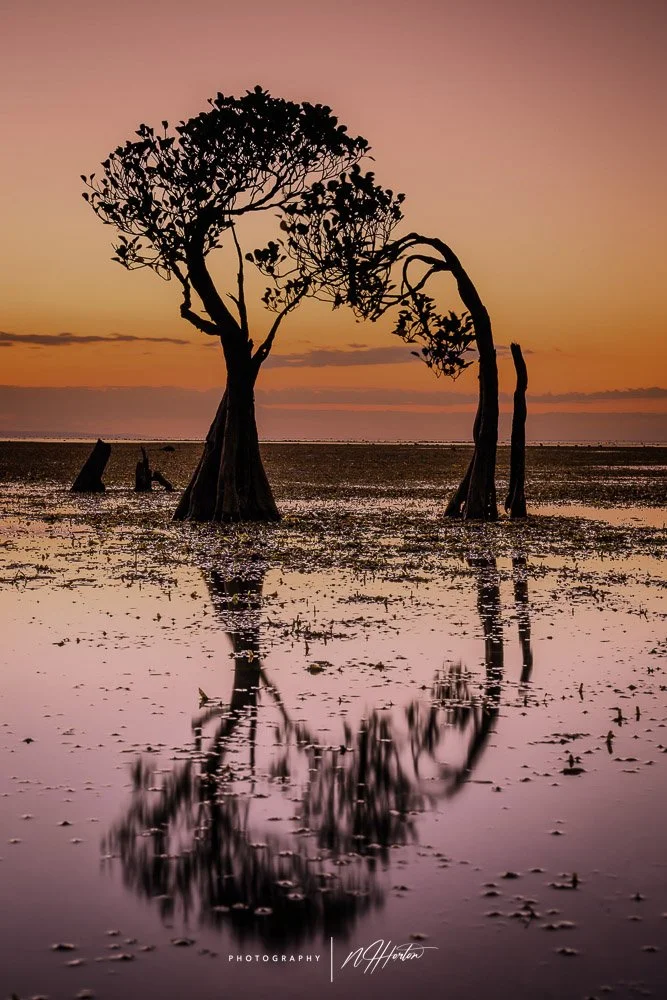 Dancing trees at low tide Sumba, Indonesia