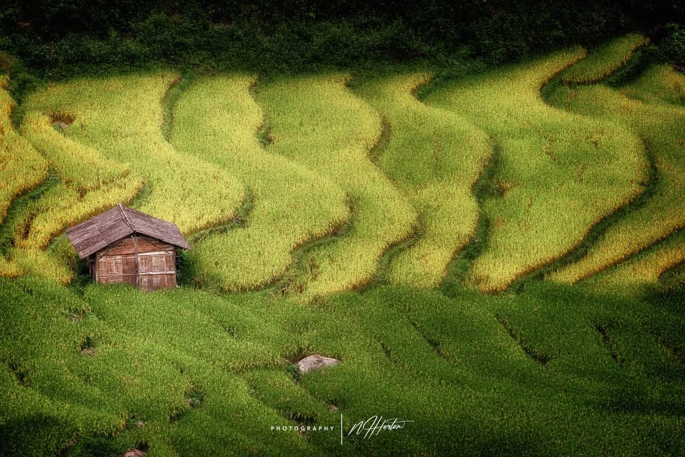 Single house amongst fertile green rice terraces Ha Giang, North Vietnam.