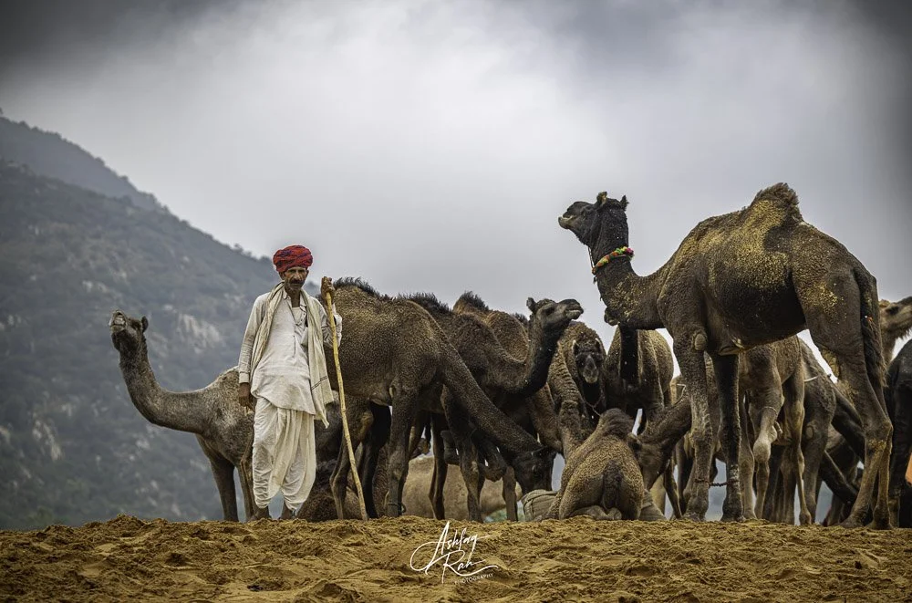 Camel fair Pushkar, Rajasthan, India