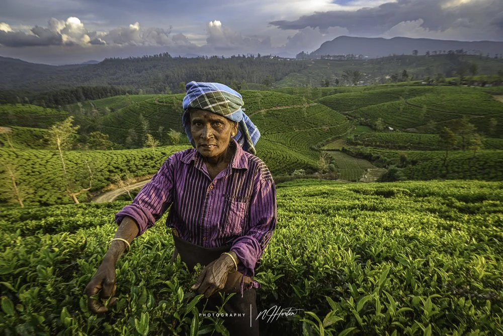 Pedro-Tea-Plantation-at-sunset-Nuwara-Eliya-Sri-Lanka