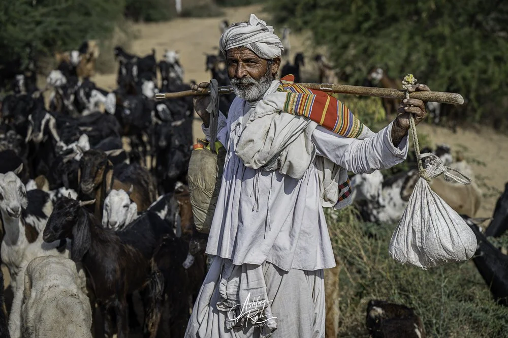 Bulls ploughing fields in Gujarat India