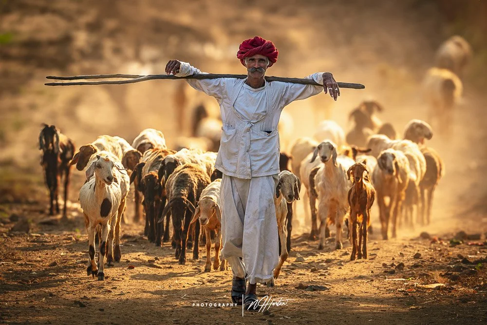 Goats and herdsman in Rajasthan, India