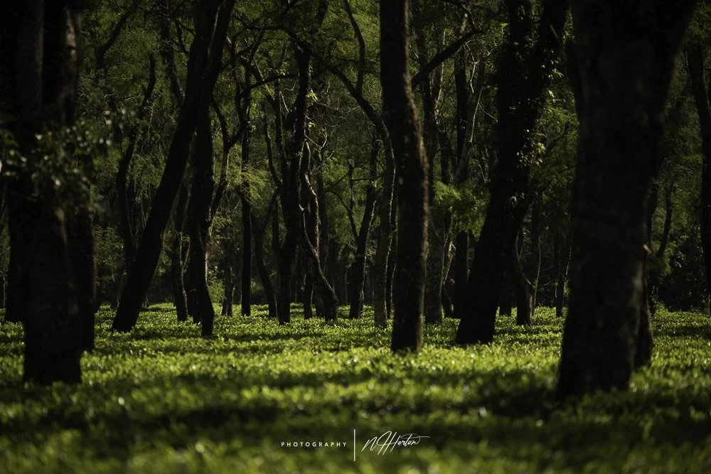Trees-in-tea-plantation-Assam-India
