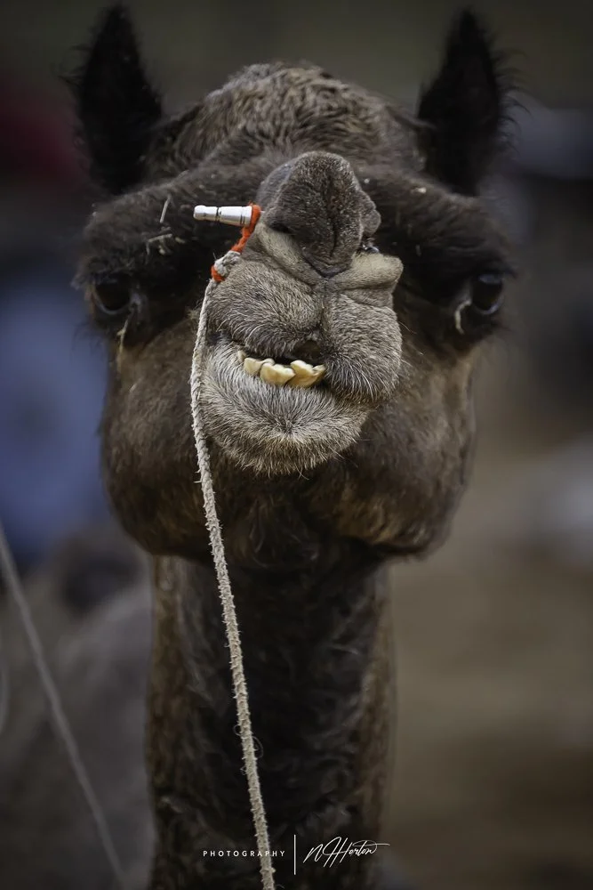 Portrait-of-camel-pushkar-camel-fair-Rajasthan.jpg