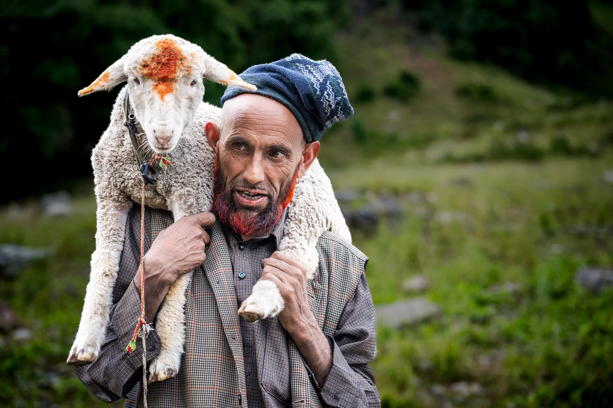 Goat herder with goat on shoulder, Kashmir