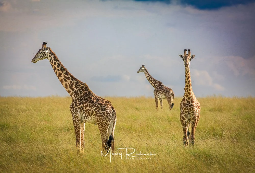 three giraffes against a cloudy sky in Tanzania