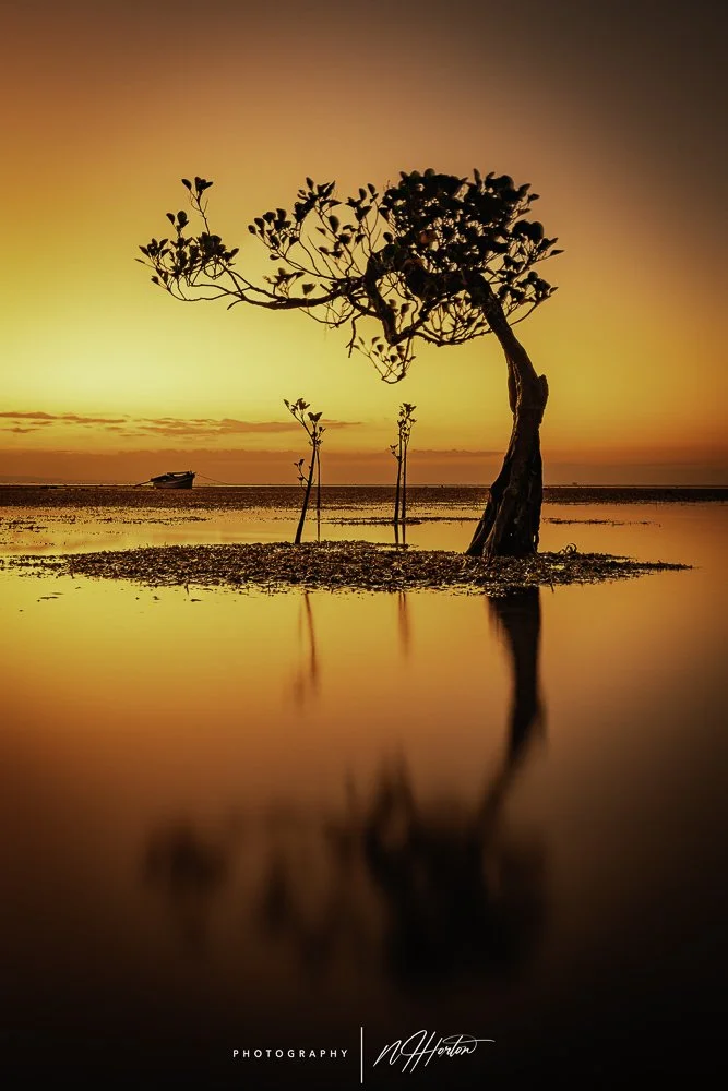 Dancing trees at low tide Sumba, Indonesia