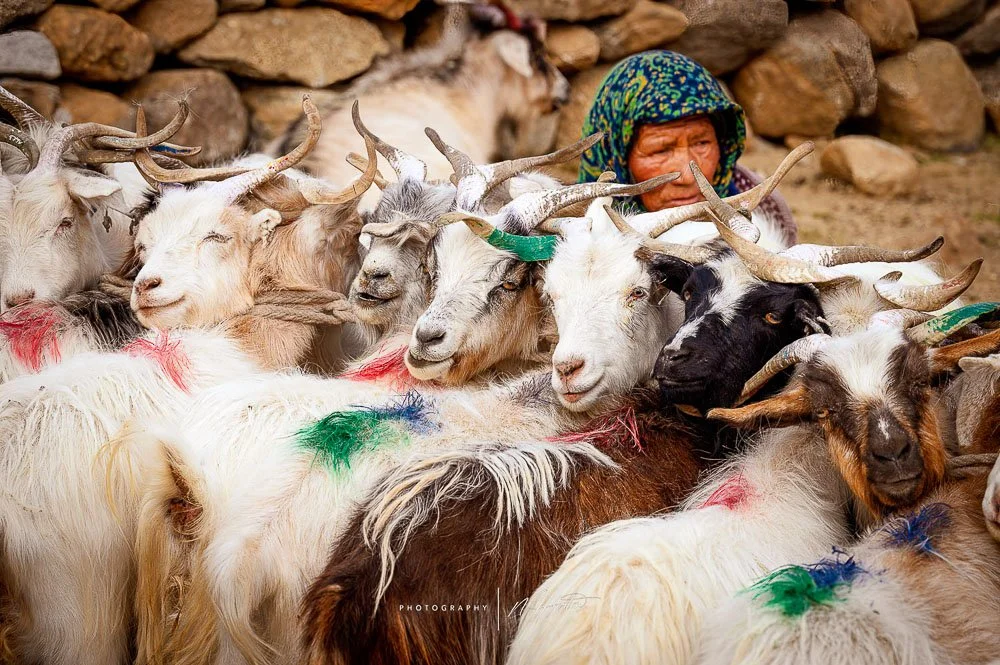 Pashmina goats, Tsomoriri region, Ladakh, India.