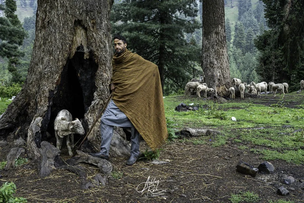 Goat herder in nomadic camp Kashmir, India.