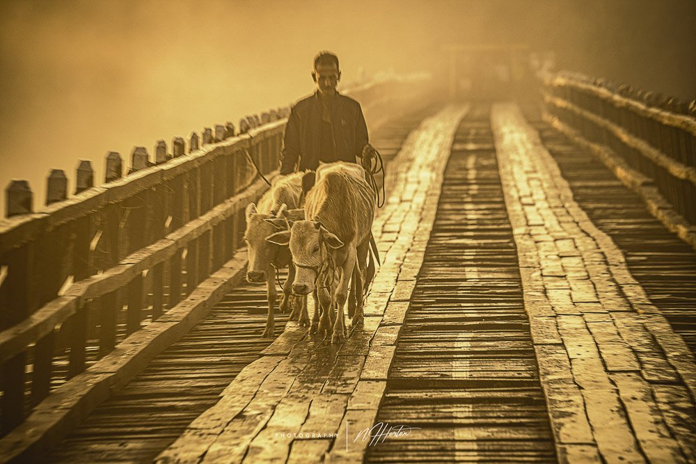 Cows-walk-bridge-Majuli-Assam