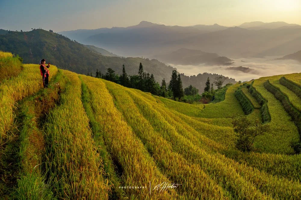 lady in red walks in Hoang Su Phi rice terrace, North Vietnam.