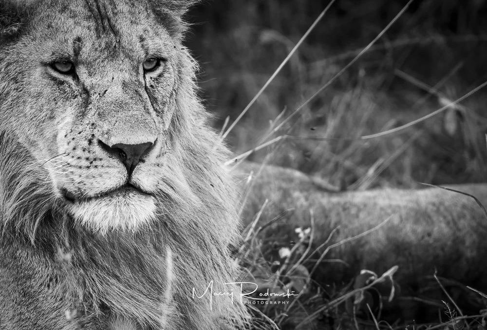lion looking majestic in Tanzania