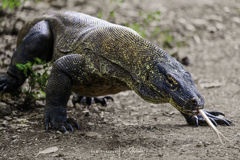 Komodo dragon, Komodo
