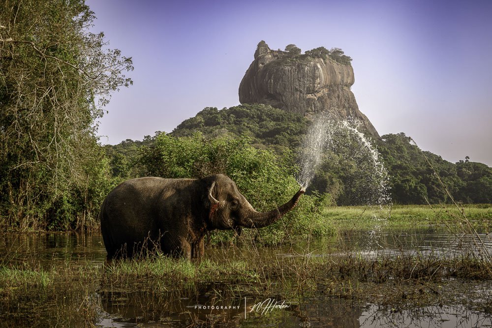 Elephant and Lion Rock in Habarana, Sri Lanka