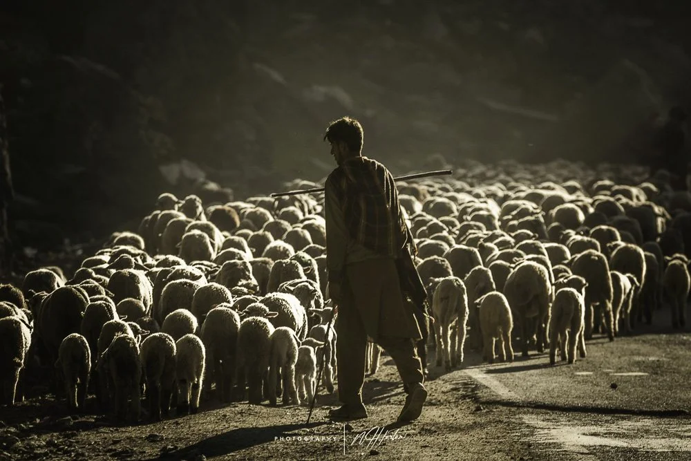 Goat hearder Kashmir