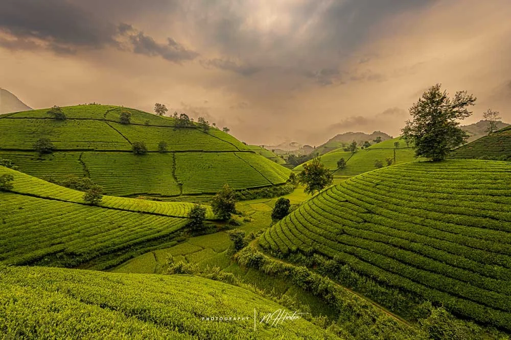 Repetitive tea plantation hills, North Vietnam.