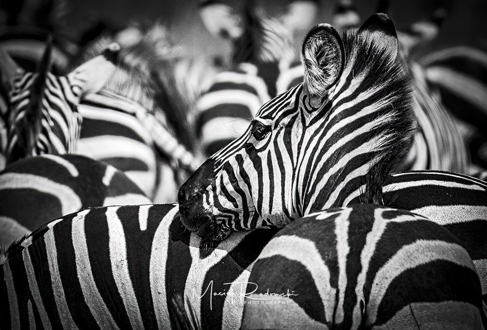group of zebras in Tanzania
