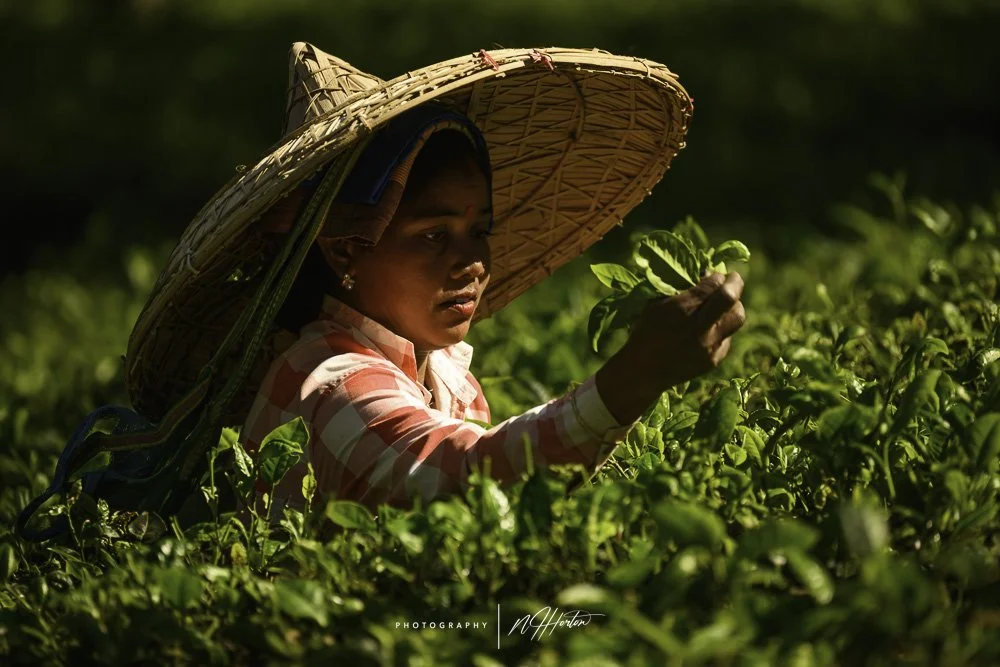 Woman-with-large-hat-working-tea-plantation-Assam-India