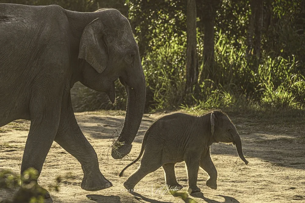 Wild-elephants-seen-on-safari-in-sanctuary-Sri-Lanka
