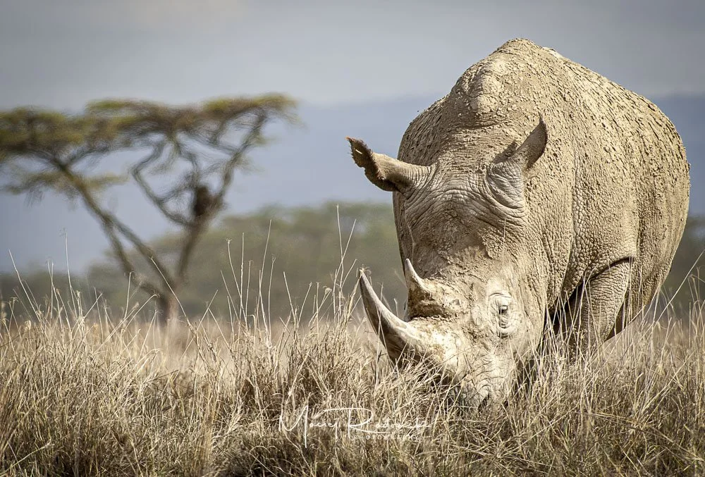 white rhinoceros eating grass in Tanzania