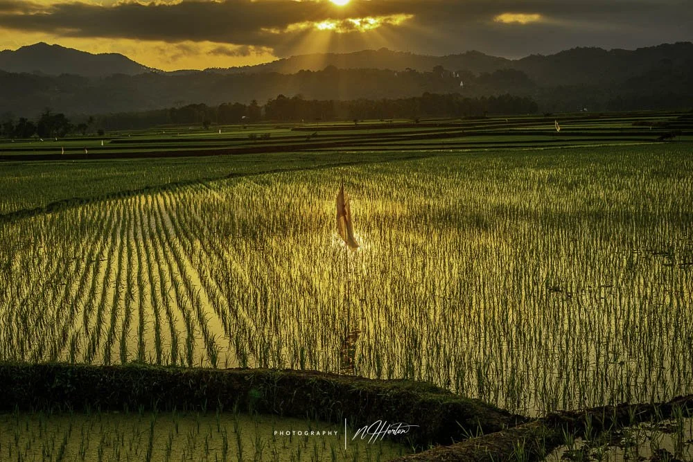 Rice paddies at sunset, Sumba