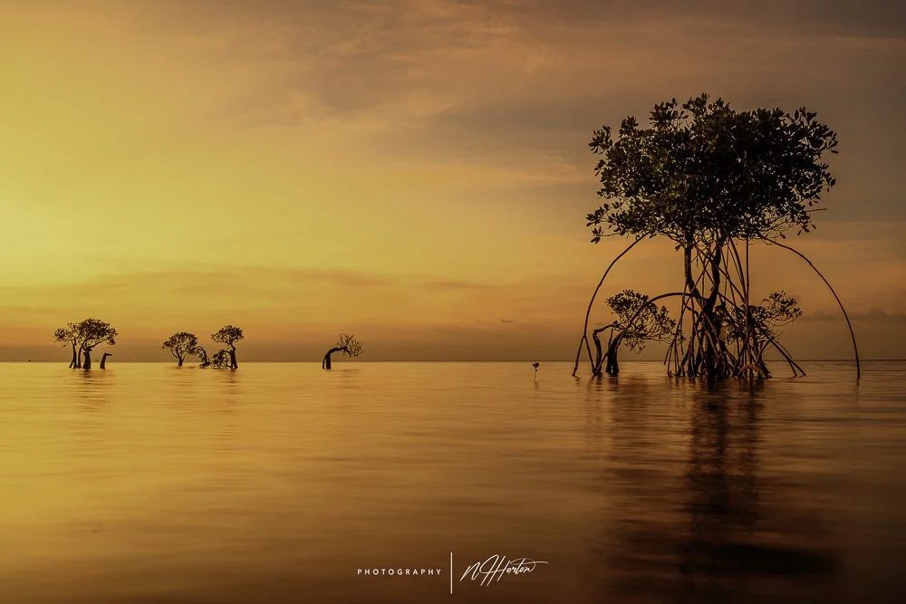 Dancing tree in sea at sunset, Sumba, Indonesia