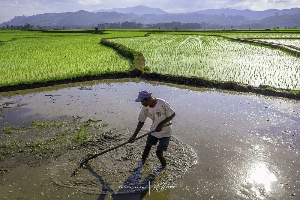 Pre-paring rice paddies, Sumba