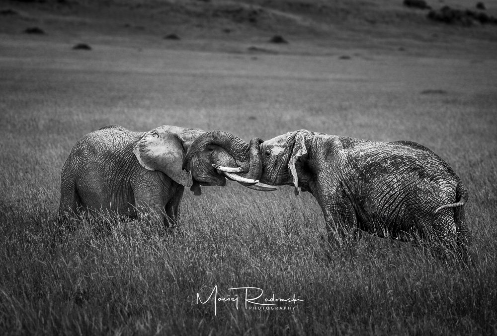 pair of elephants dueling in Tanzania