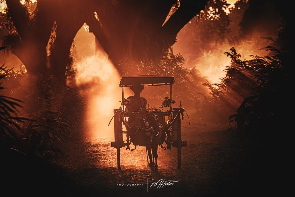 Hordse and cart at sunset, De Djawatan Forest, Java, Indonesia