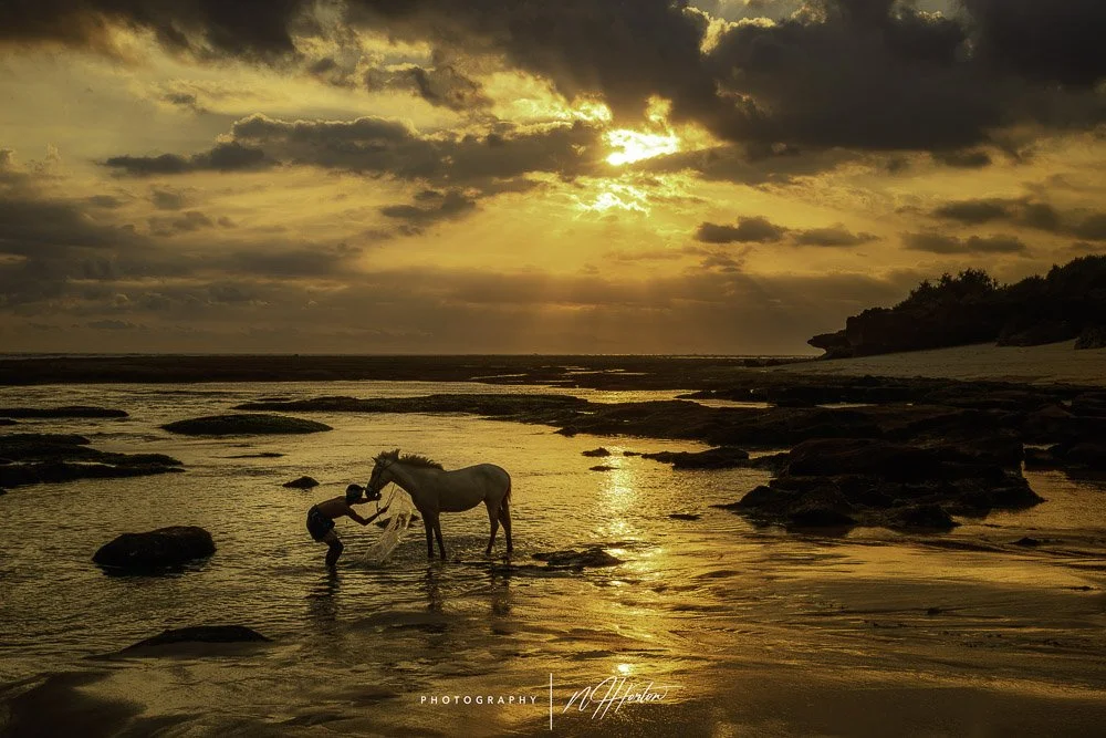 A man washing horse on beach Sumba, Indonesia