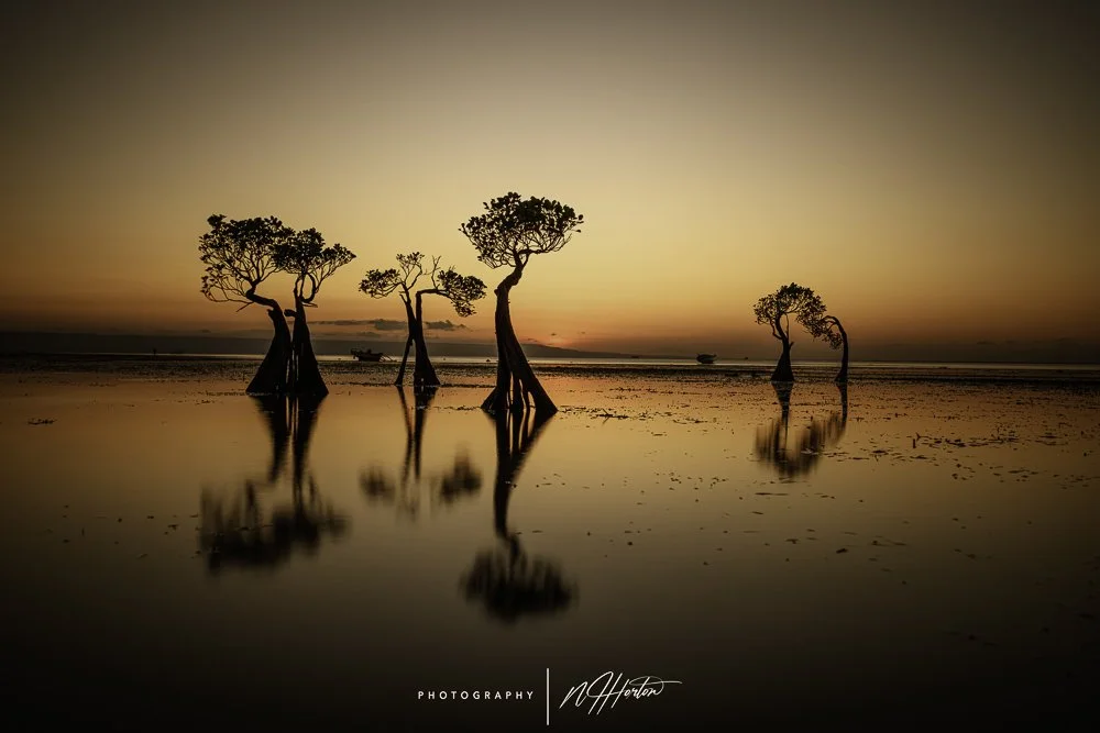 Dancing trees on the beach at sunset, Sumba, Indonesia