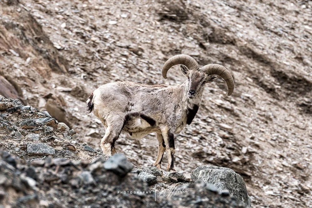 Wild mountain goat, Ladakh, India