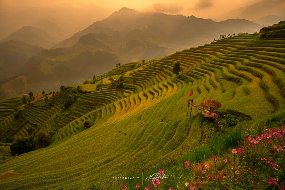 flowers, hut and flag amongst fertile green rice terraces Ha Giang, North Vietnam.