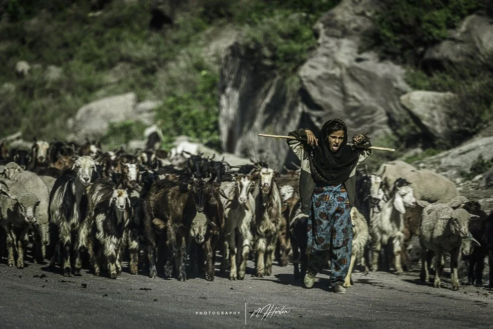 Goat hearder Kashmir