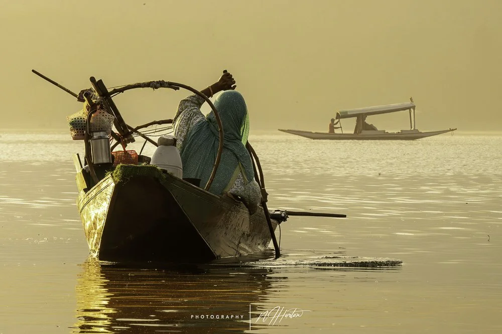 Boats on Dal Lake at sunset, Kashmir