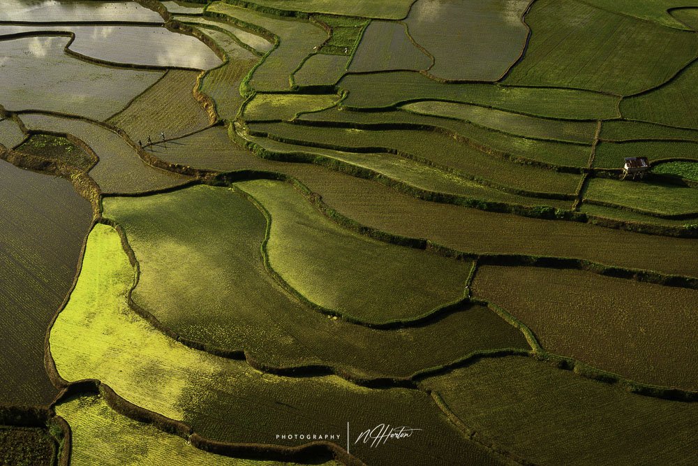Paddy Fields at sunrise, Waikacura Waterfall, Sumba, Indonesia