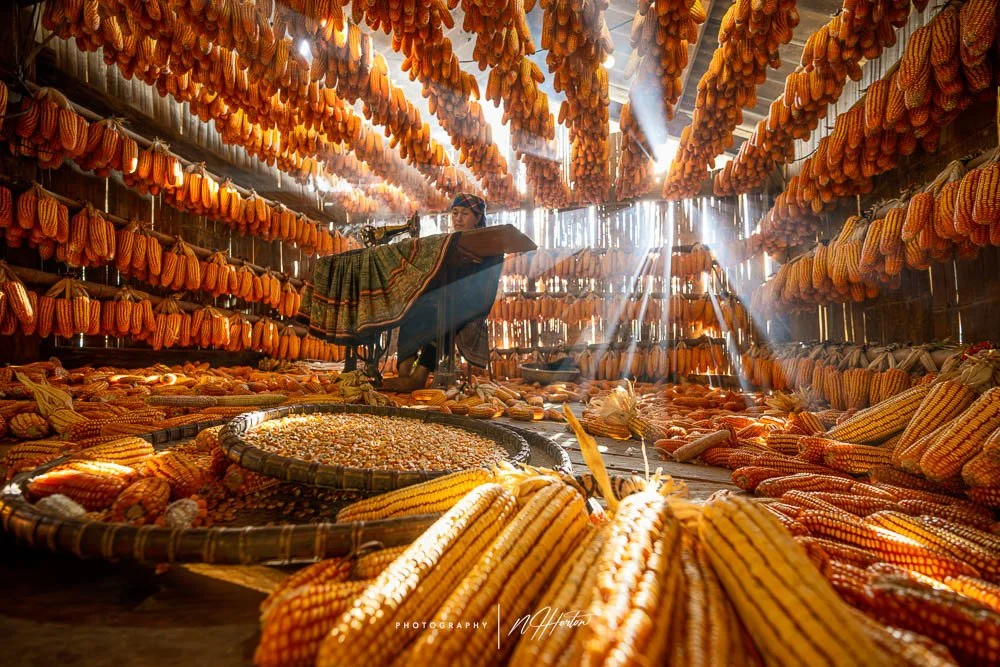 Lady working in beautiful light, North Vietnam.