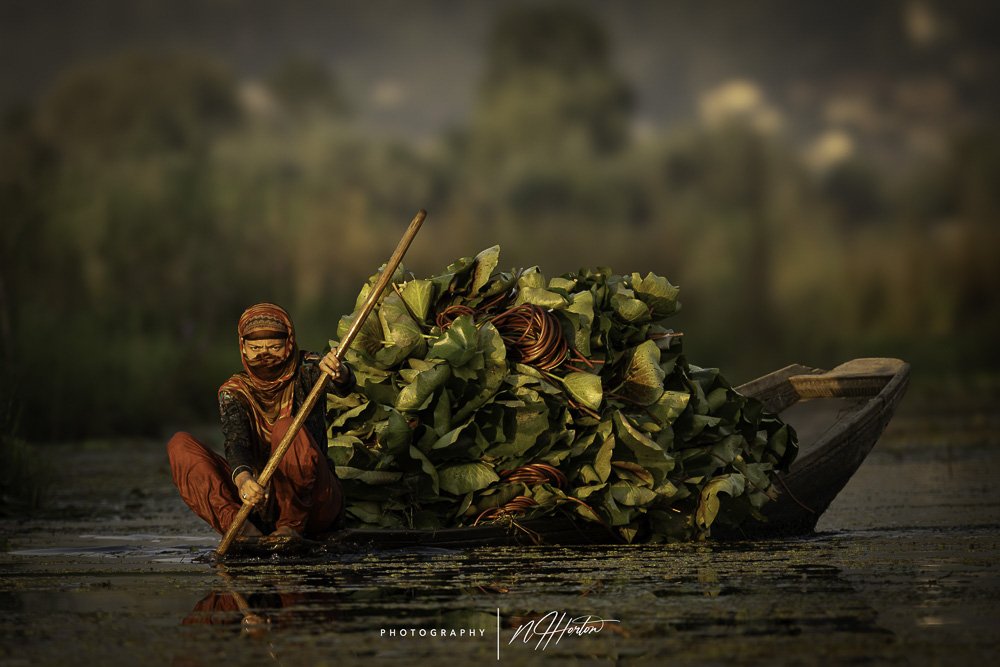 Authentic Dal Lake, Srinagar scene, Kashmir, India.
