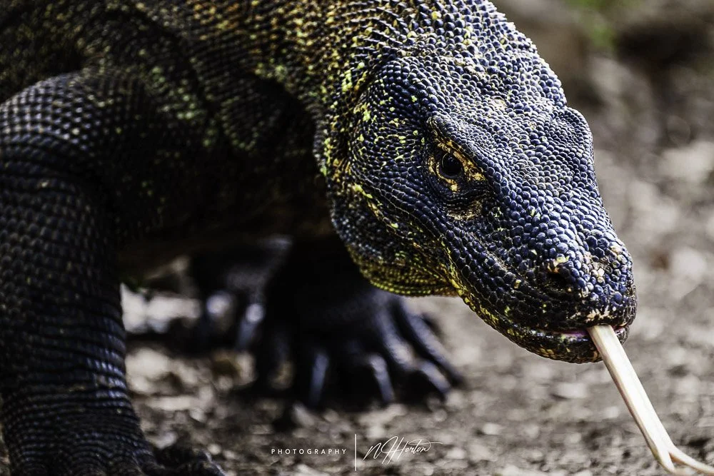 Close-up, Komodo dragon, Komodo island, Indonesia.