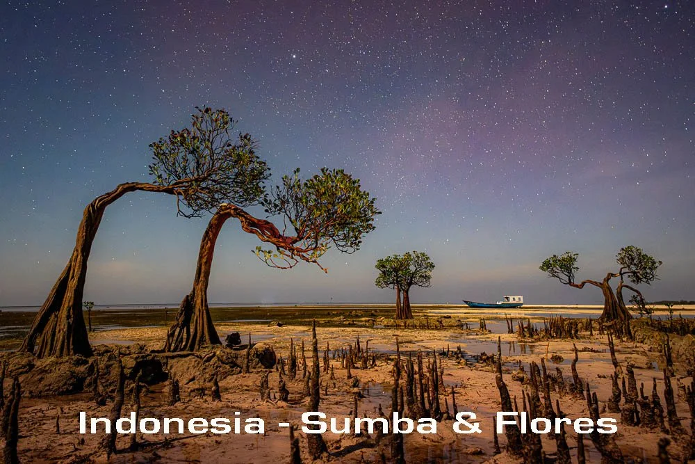 Dancing-trees-Walakiri-beach-Sumba-Indonesia