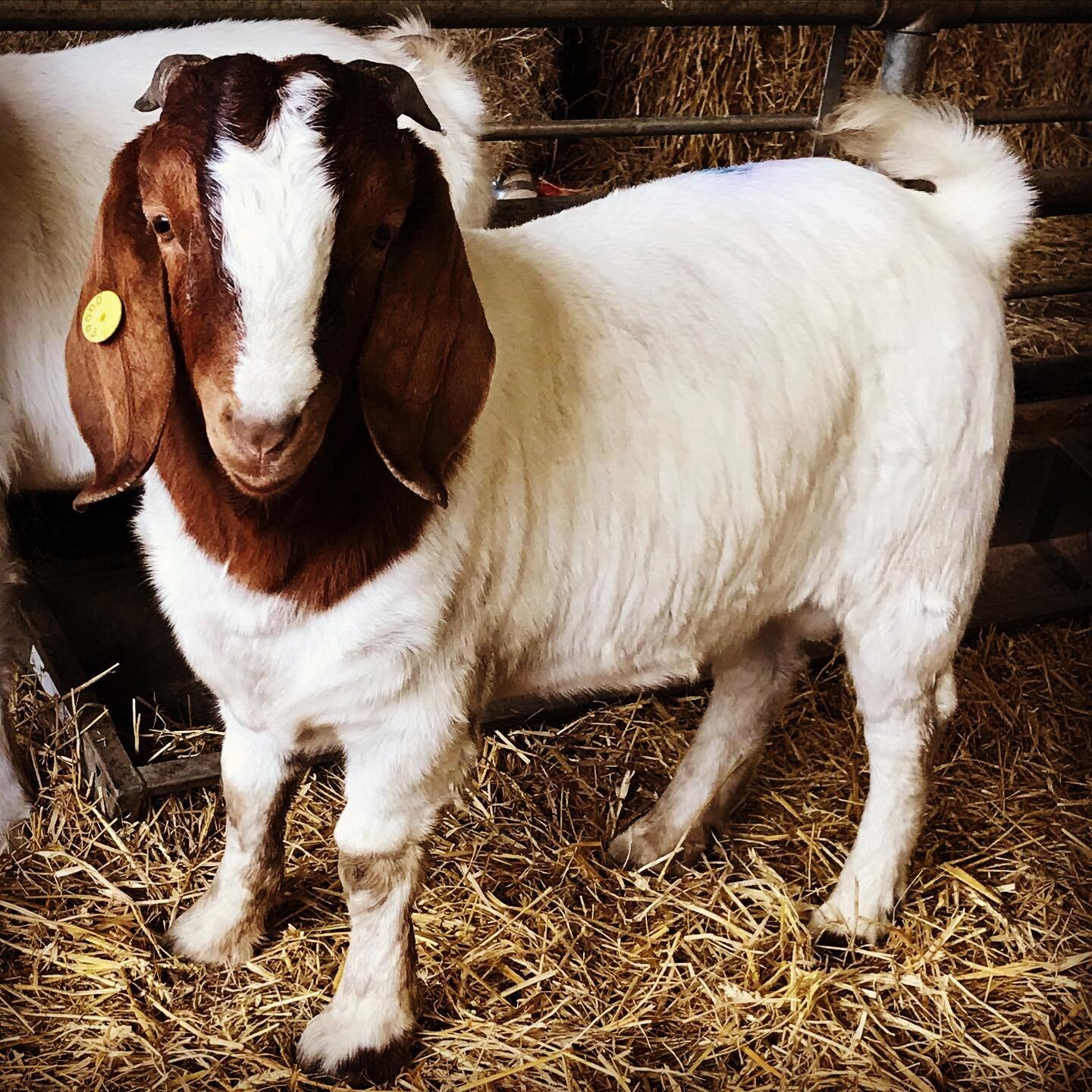 We weighed our remaining boys this morning and really pleased with the results&hellip;especially this one; 63 aka &lsquo;The Beast&rsquo;💪🏻🐐🍽
Just look at him! He was born in June &amp; weighs 44kg&hellip;we think he&rsquo;s a real Christmas crac