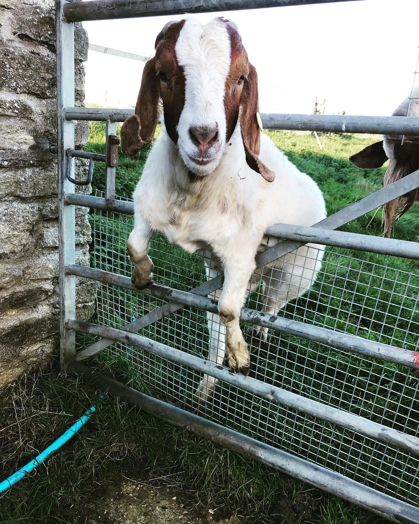 &ldquo;You ok hun?&rdquo; 🥴
Tommy was pretty keen to leave the cold, wet field! 
Yesterday we moved Tyson, Ace &amp; tag-along Tommy into their winter bachelor pad, where they had a little freshen up &amp; given plenty of straw to stay cosy and warm