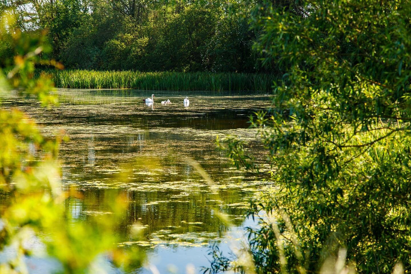 Natures Haven | The lakes here at Wild Berry Farm are home to countless ducks, swans and other wildfowl 🦆🦢 At this time of year we&rsquo;re looking forward to all the hatchlings appearing 🐣

Duck spotting is just an added extra bonus of holding yo