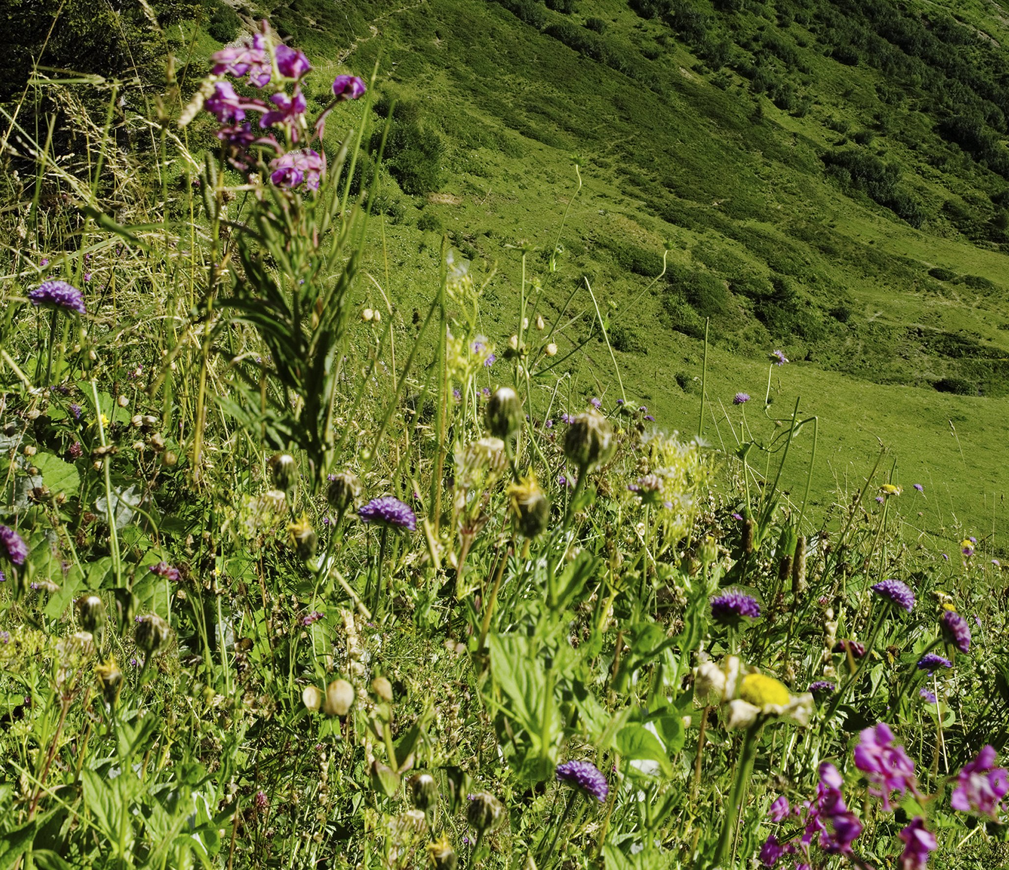Gal-17_KäseCaspar_Furka_Flora-1_8186a_©Marianne Greber.jpg