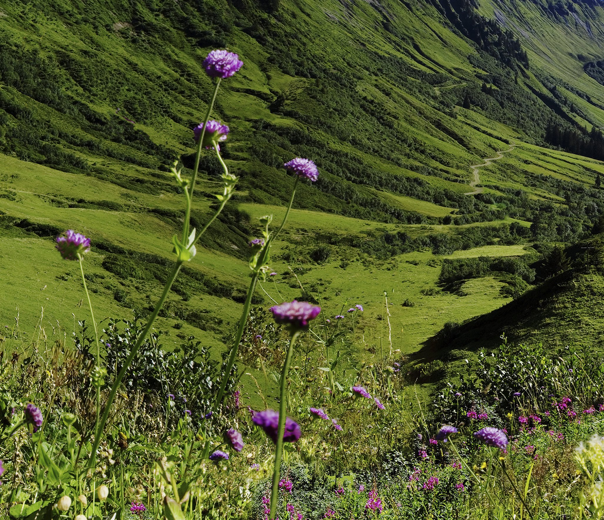 Gal-18_KäseCaspar_Furka_Flora-2_8186a_©Marianne Greber.jpg