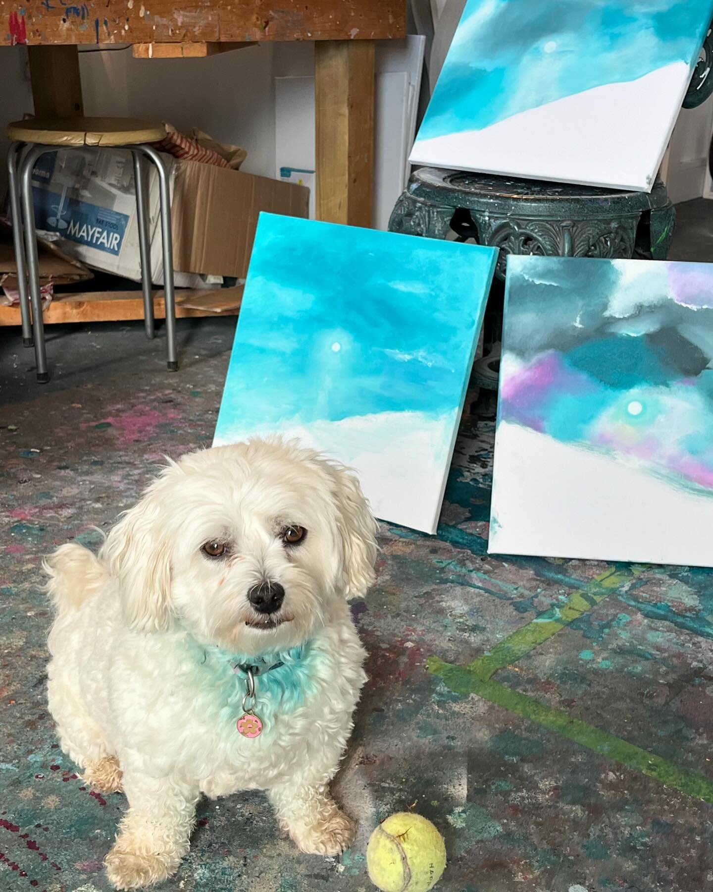 This blue beard on Coco is completely my fault, she never goes near my things in the studio but I am so messy I get paint on everything &amp; I got this on her from my hands 🙈 but of course she forgives all❤️
.
.
.
.
#irishart #irishartist #irishart