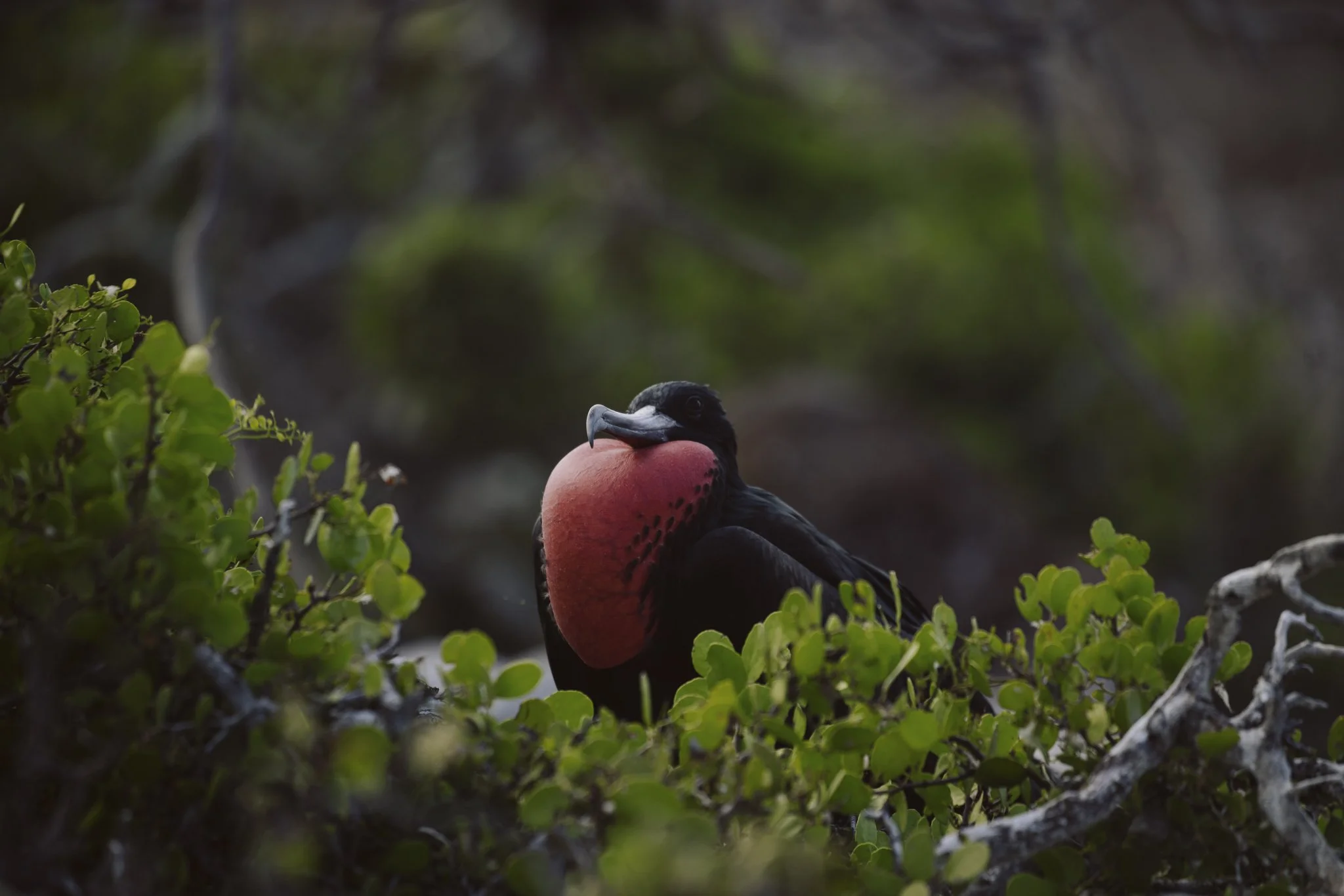 Galapagos-54.jpg
