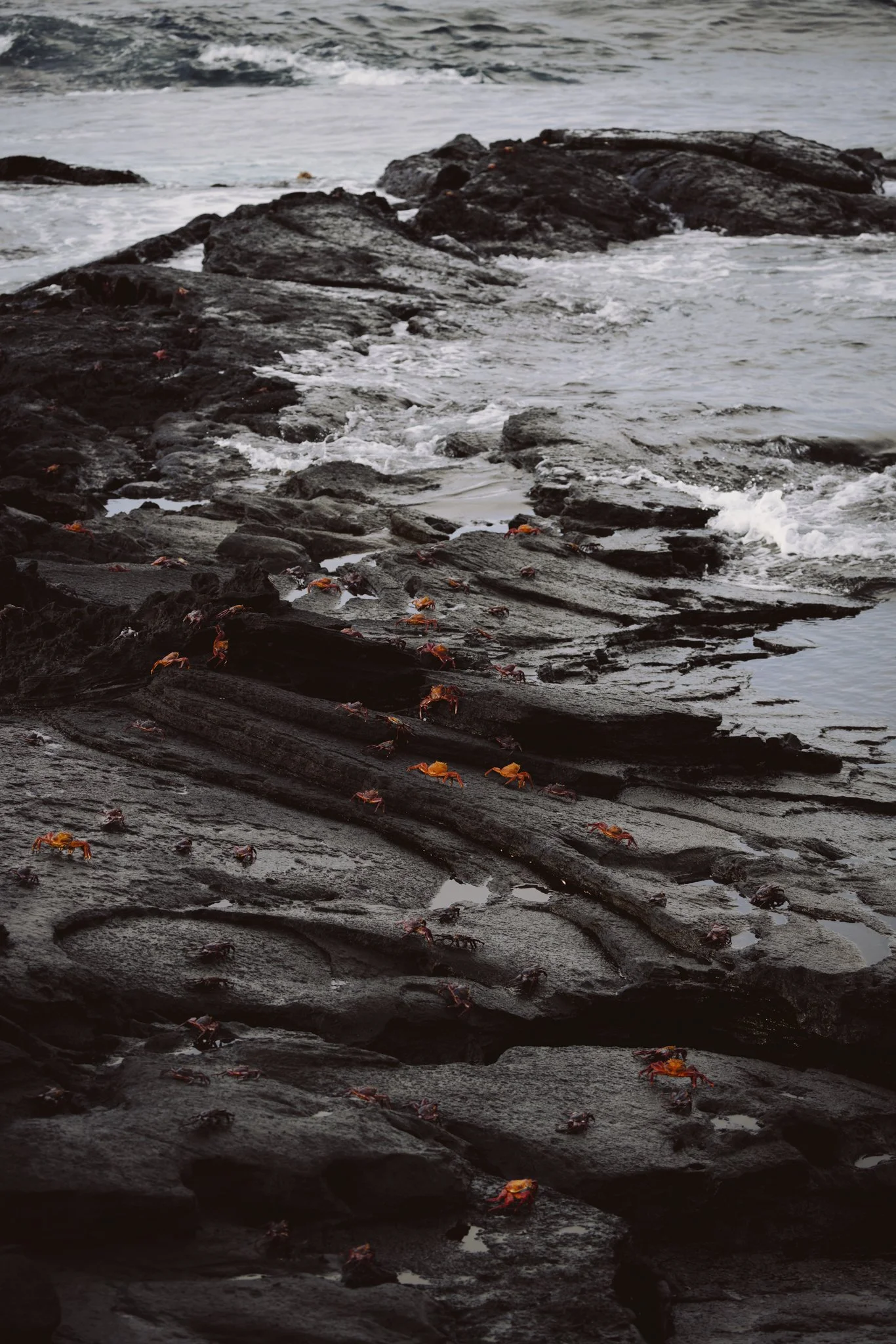 Galapagos-42.jpg